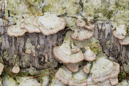 Trichaptum biforme, poroid fungus on birch tree closeup selective focusの写真素材