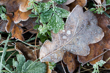 fall leaves covered with hoar frost closeupの写真素材