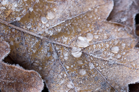 oak leaf covered with hoar frost selective focus macroの写真素材