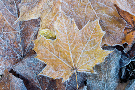 fallen maple leaves covered with hoarfrost closeupの写真素材