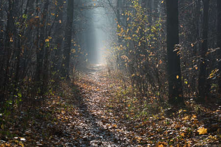 footpath in misty fall forest Poland Europeの写真素材