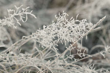 dried grass covered with hoarfrost closeup selective focus
