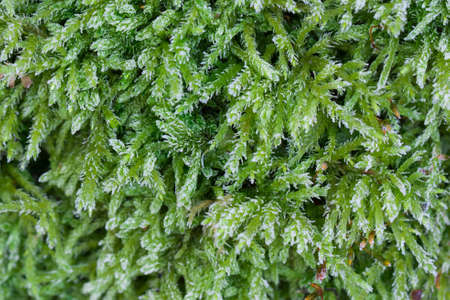 moss covered with hoar frost macro selective focusの写真素材