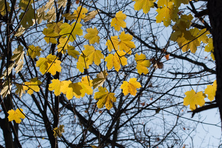 fall yellow oak leaves on tree selective focusの写真素材