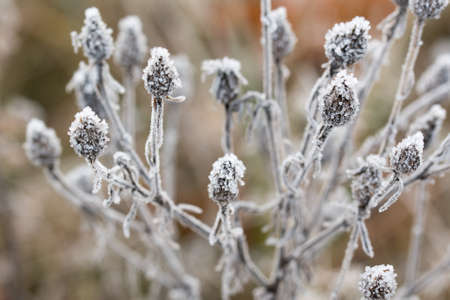 dried flowers covered with rime closeup selective focusの写真素材