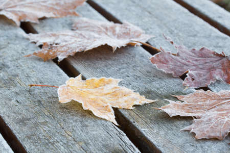 fallen autumn leaves on bench with hoar frost closeup selective focusの写真素材