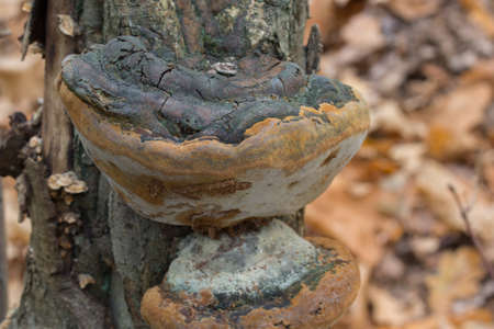 polypore fungus on oak tree trunk closeup selective focusの写真素材