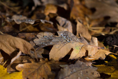 fallen orange oak leaves with water drops closeup selective focus