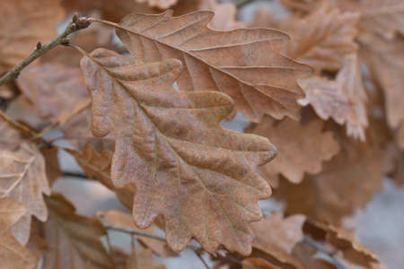 fall oak brown leaves on branch selectice focus closeup