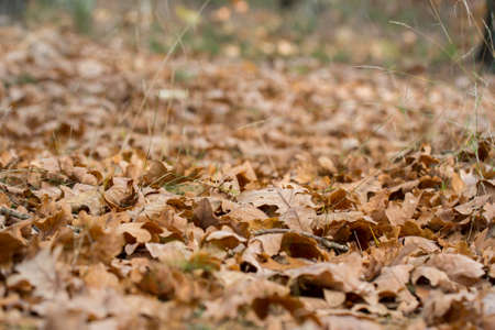 Dry fallen oak leaves on ground closeup selective focusの写真素材
