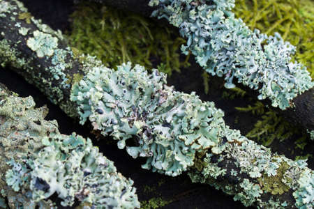 Hypogymnia physodes (monk's-hood lichen) lichen on tree branch in forest closeup selective focus