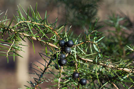 ripe juniper berries on twig closeup selective focusの写真素材