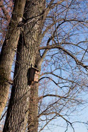 bird shelter on old poplar tree