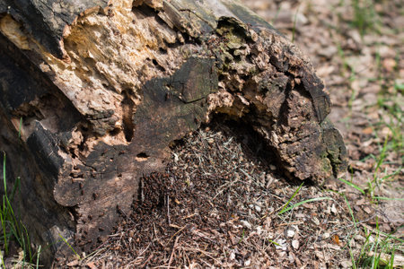 ants colony in old decayed tree log closeup selective focusの写真素材