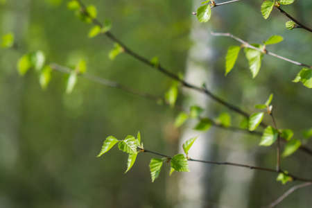 spring birch leaves on twig closeup selective focusの写真素材