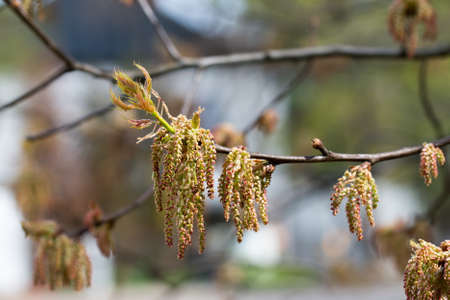 Quercus rubra, northern red oak flowers on twig closeup selective focusの写真素材