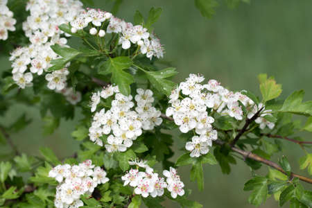 White hawthorn (Crataegus) flowers on branch closeup selective focusの写真素材