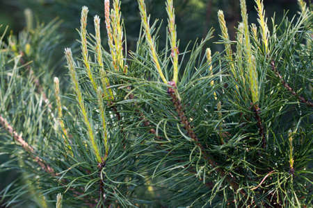 Fresh spring pine sprout closeup selective focusの写真素材
