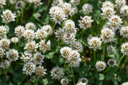 Trifolium repens, white clover flowers in meadow closeup selective focusの写真素材
