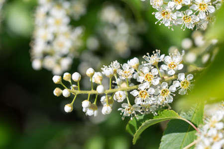 Bird cherry (prunus padus) white flowers closeup selctive focus