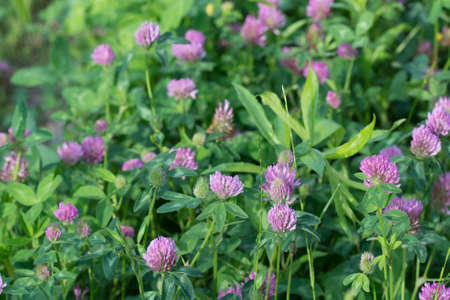 Trifolium pratense, in meadow red clover closeup selective focusの写真素材
