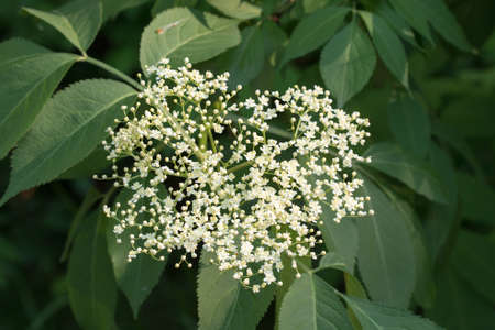 Sambucus nigra, black elder white flowers closeup selective focusの写真素材