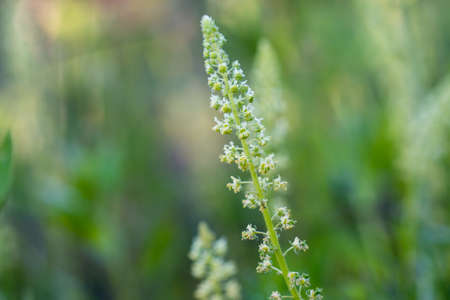 Reseda, mignonette flowers in meadow closeup selective focusの写真素材