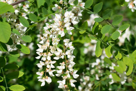 Robinia pseudoacacia, black locust white flowers on twig closeup selective focusの写真素材