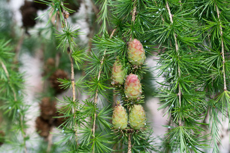 green larch cones on twig closeup selective focusの写真素材
