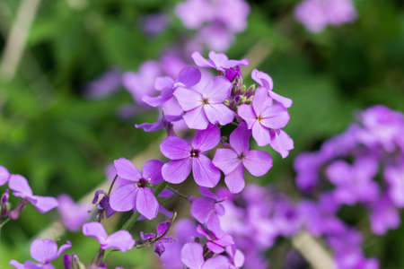 Lunaria annua, annual honesty flowers in meadow closeup selective focusの写真素材