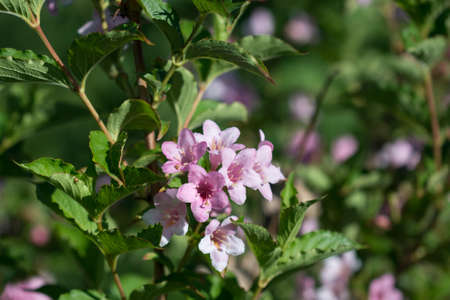 pink garden flowers on sunny day closeup selective focusの写真素材