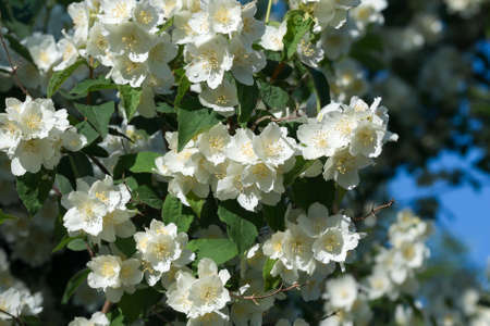 Philadelphus coronarius, sweet mock orange, English dogwood white flowers on sunny day closeup selective focusの写真素材