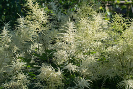 Aruncus dioicus, goat's beard white flowers in garden closeup selective focusの写真素材