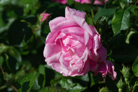 pink rose flower with water drops on sunny day closeup selective focusの写真素材