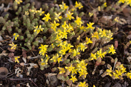 Sedum acre, goldmoss stonecrop flowers closeup selective focusの写真素材