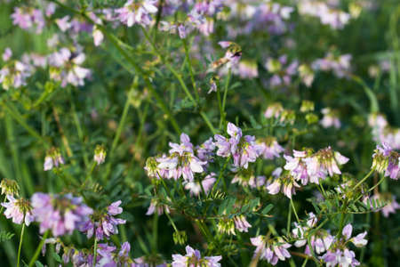 Securigera varia, purple crown vetch pink flowers in meadow closeup selective focusの写真素材