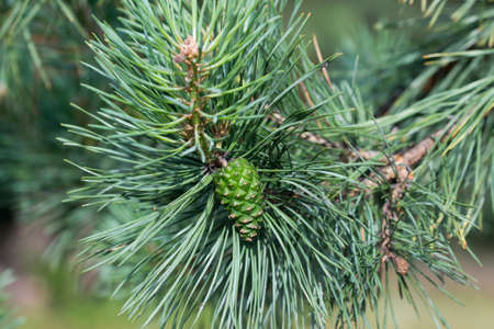 green pine cone on twig closeup selectice focusの写真素材