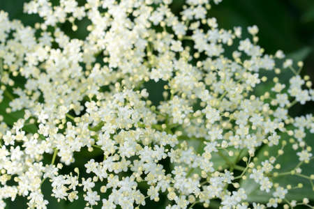 Sambucus nigra, black elder white flowers closeup selective focusの写真素材