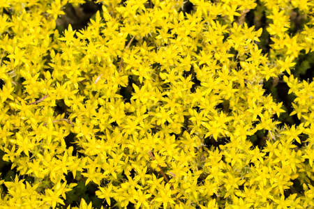 Sedum acre, goldmoss stonecrop flowers closeup selective focusの写真素材