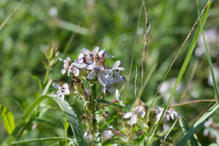 Securigera varia, purple crown vetch pink flowers in meadow closeup selective focusの写真素材