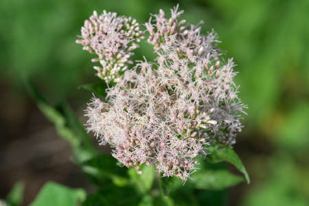 Eupatorium cannabinum, hemp-agrimony summer flowers closeup selective focusの写真素材