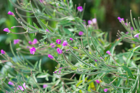 Epilobium hirsutum, great willowherb purple-pink flowers closeup selctive focusの写真素材
