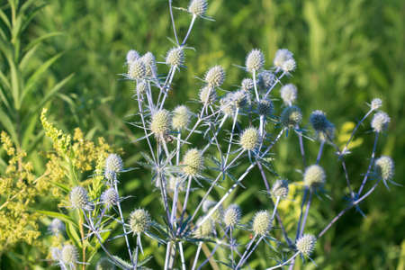 Eryngium planum, blue eryngo summer flowers closeup selective focus
