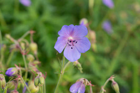 Geranium pratense, meadow geranium summer violet flowers closeup selective focus
