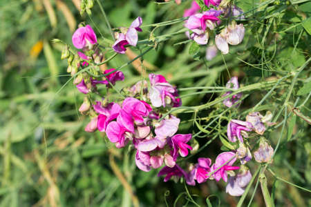 sweet pea, lathyrus odoratus pink summer flowers closeup selective focusの写真素材