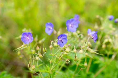 Geranium pratense, meadow geranium summer violet flowers closeup selective focusの写真素材