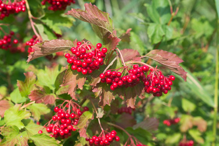 Viburnum opulus guelder rose red berries closeup selective focusの写真素材