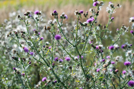 Carduus acanthoides, spiny plumeless thistle fluffy flowers closeup selective focusの写真素材