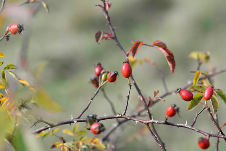 rosa canina, dog rose ripe berries on twig closeup selective focusの写真素材
