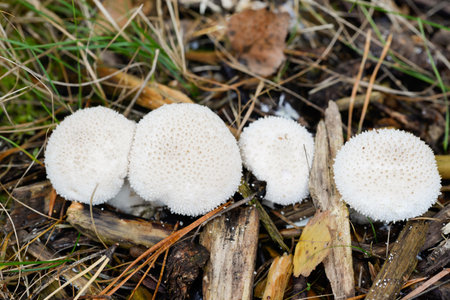 Lycoperdon perlatum, common puffball white fungus closeup selective focusの写真素材